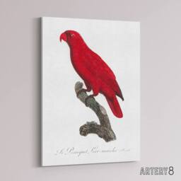 "Artery8 The Cardinal Lory Parrot Francois Levaillant Canvas Wall Art Print in White - Size: W12"" x H16""" - thumbnail 2