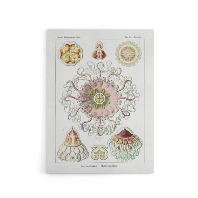 "Artery8 Vintage Jellyfish Ocean Marine Haeckel Botanical Canvas Wall Art in White - Size: W18"" x H24""" - image 1