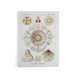 "Artery8 Vintage Jellyfish Ocean Marine Haeckel Botanical Canvas Wall Art in White - Size: W18"" x H24""" - thumbnail 1