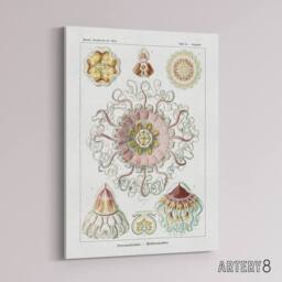 "Artery8 Vintage Jellyfish Ocean Marine Haeckel Botanical Canvas Wall Art in White - Size: W18"" x H24""" - thumbnail 2