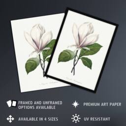 "Artery8 Saucer Magnolia Flower Redoute Vintage Wall Art Print Poster in White - Size: W12"" x H16""" - thumbnail 2