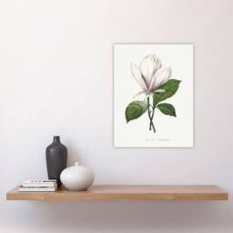 "Artery8 Saucer Magnolia Flower Redoute Vintage Wall Art Print Poster in White - Size: W12"" x H16""" - thumbnail 4
