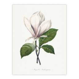 "Artery8 Saucer Magnolia Flower Redoute Vintage Wall Art Print Poster in White - Size: W12"" x H16""" - thumbnail 1