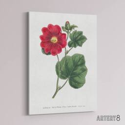 "Artery8 Francis Sansom Alcea Rosea Vintage Illustration Canvas Wall Art Print in White - Size: W12"" x H16""" - thumbnail 2