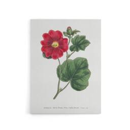 "Artery8 Francis Sansom Alcea Rosea Vintage Illustration Canvas Wall Art Print in White - Size: W12"" x H16""" - thumbnail 1