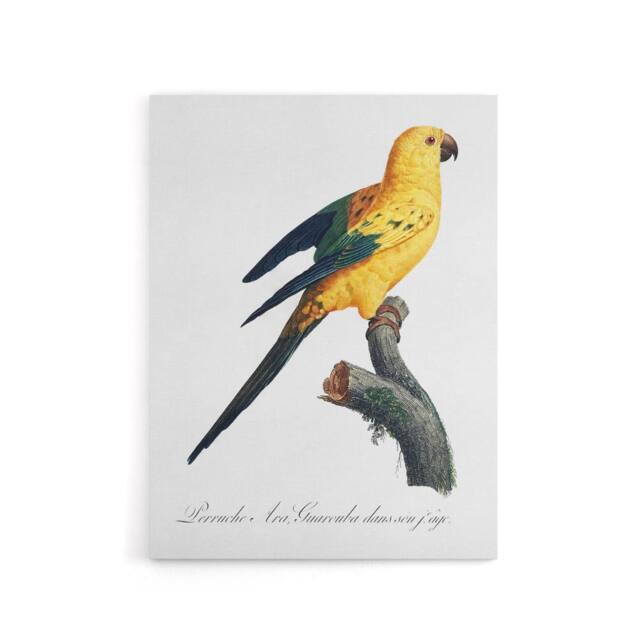 "Artery8 Female Sun Parakeet Bird Francois Levaillant Canvas Wall Art Print in White - Size: W12"" x H16""" - image 1
