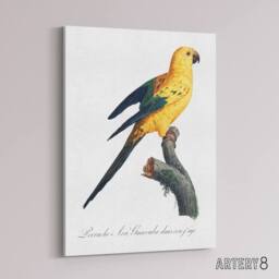 "Artery8 Female Sun Parakeet Bird Francois Levaillant Canvas Wall Art Print in White - Size: W12"" x H16""" - thumbnail 2