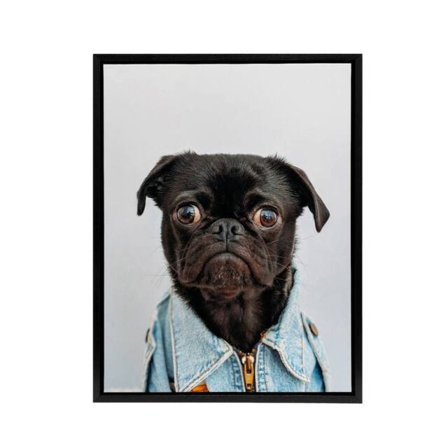 "Artery8 Deluvio Pug Puppy Dog In Jacket Framed Canvas Wall Art Print in Light Grey - Size: W12"" x H16""" - image 1