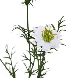 Lemon Pavilion Furniture and Decor The Natural Garden Collection Nigella Love In A Mist - White - thumbnail 2