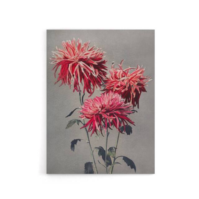 "Artery8 Pink Chrysanthemum Flowers Canvas Wall Art Print Ogawa Kazumasa - Size: W18"" x H24""" - image 1