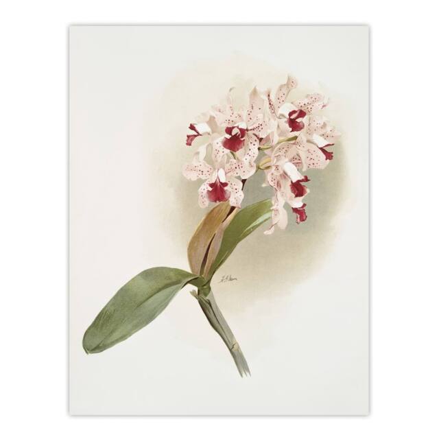 "Artery8 Frederick Sander Cattleya Amethystoglossa Orchid Wall Art Print in White - Size: W12"" x H16""" - image 1