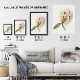 "Artery8 Frederick Sander Cattleya Amethystoglossa Orchid Wall Art Print in White - Size: W12"" x H16""" - thumbnail 3