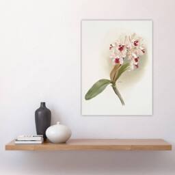 "Artery8 Frederick Sander Cattleya Amethystoglossa Orchid Wall Art Print in White - Size: W12"" x H16""" - thumbnail 4