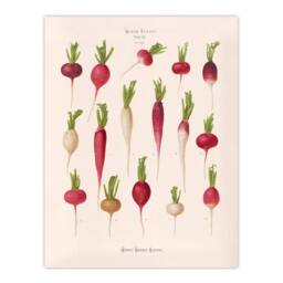 Artery8 Ernst Benary Radish Root Varieties Vintage Botanical Framed Art Print in White - Size: A4 - thumbnail 3