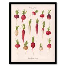 Artery8 Ernst Benary Radish Root Varieties Vintage Botanical Framed Art Print in White - Size: A4 - thumbnail 1