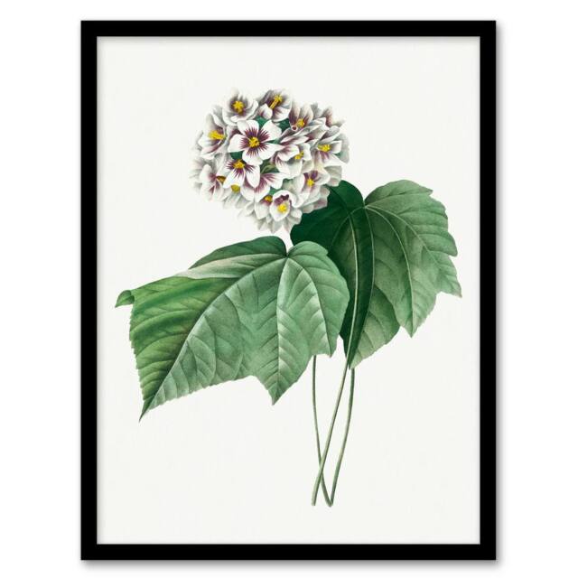 Artery8 Pierre J Redoute Framed Wall Art Print White Dombeya Amelia Flowers - Size: A4 - image 1