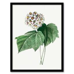Artery8 Pierre J Redoute Framed Wall Art Print White Dombeya Amelia Flowers - Size: A4 - thumbnail 1