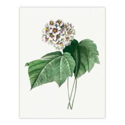 Artery8 Pierre J Redoute Framed Wall Art Print White Dombeya Amelia Flowers - Size: A4 - thumbnail 3