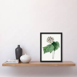 Artery8 Pierre J Redoute Framed Wall Art Print White Dombeya Amelia Flowers - Size: A4 - thumbnail 2