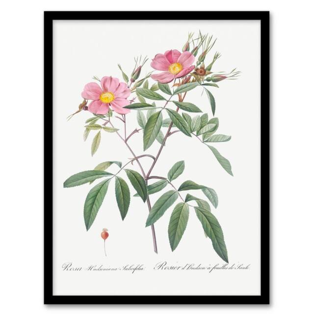 Artery8 Pierre Joseph Redoute Framed Wall Art Print Hudson Swamp Rose Flowers in White - Size: A4 - image 1