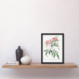 Artery8 Pierre Joseph Redoute Framed Wall Art Print Hudson Swamp Rose Flowers in White - Size: A4 - thumbnail 2