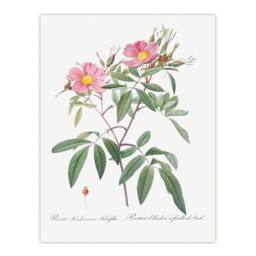Artery8 Pierre Joseph Redoute Framed Wall Art Print Hudson Swamp Rose Flowers in White - Size: A4 - thumbnail 3
