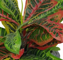 Leaf 40cm Artificial Codiaeum Multicoloured Plant in Orange - thumbnail 3
