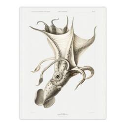 Artery8 Carl Chun Cockeyed Squid Vintage Illustration Framed Art Picture Print in White - Size: A3 - thumbnail 3
