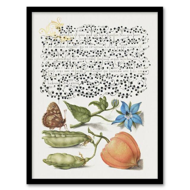 Artery8 Talewort Pea & Lantern Plant Calligraphy Framed Wall Art Print in White - Size: A4 - image 1