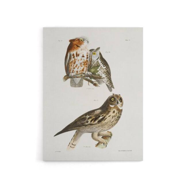 "Artery8 James De Kay Little Screech & Short Eared Owl Canvas Wall Art Print in White - Size: W12"" x H16""" - image 1