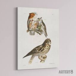 "Artery8 James De Kay Little Screech & Short Eared Owl Canvas Wall Art Print in White - Size: W12"" x H16""" - thumbnail 2