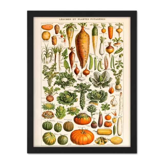 "Artery8 Wall Art Print Millot Encyclopedia Page Vegetables Legumes Large Framed Wall Décor Art in Brown - Size: W18"" x H24""" - image 1
