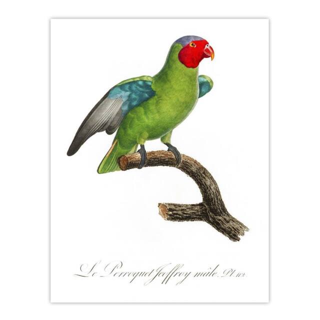 "Artery8 The Red Cheeked Parrot Francois Levaillant Wall Art Poster Print in White - Size: W24"" x H32""" - image 1