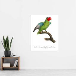 "Artery8 The Red Cheeked Parrot Francois Levaillant Wall Art Poster Print in White - Size: W24"" x H32""" - thumbnail 4