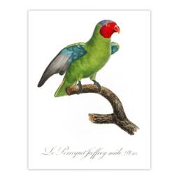 "Artery8 The Red Cheeked Parrot Francois Levaillant Wall Art Poster Print in White - Size: W24"" x H32""" - thumbnail 1