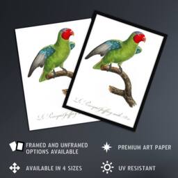 "Artery8 The Red Cheeked Parrot Francois Levaillant Wall Art Poster Print in White - Size: W24"" x H32""" - thumbnail 2