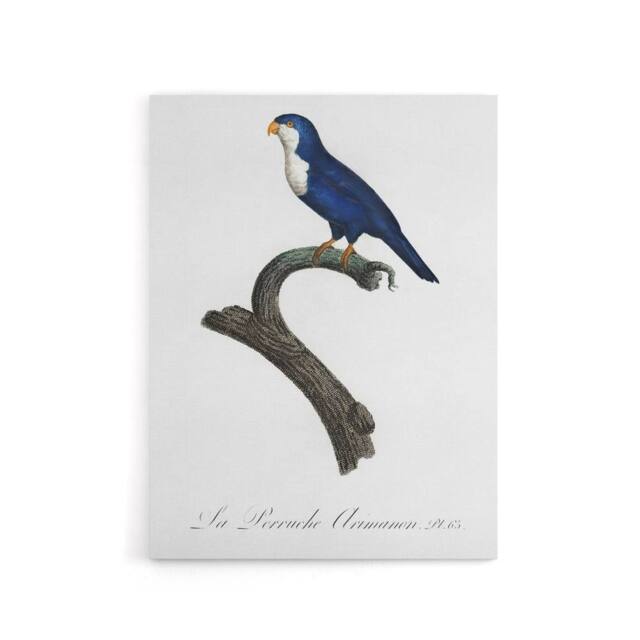 "Artery8 The Arimanon Parakeet Parrot Levaillant Canvas Wall Art Print in White - Size: W12"" x H16""" - image 1