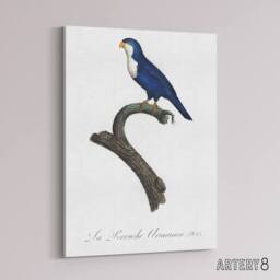 "Artery8 The Arimanon Parakeet Parrot Levaillant Canvas Wall Art Print in White - Size: W12"" x H16""" - thumbnail 2