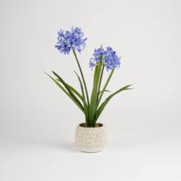 Scottish Everlastings Ltd 64cm Garden Hyacinth in Ceramic Pot in Blue - thumbnail 3