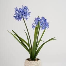 Scottish Everlastings Ltd 64cm Garden Hyacinth in Ceramic Pot in Blue - thumbnail 2