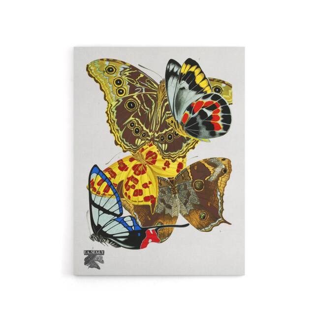 "Artery8 Papillons Bright Vintage Butterflies Canvas Wall Art Print Seguy - Size: W18"" x H24""" - image 1