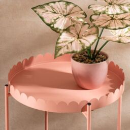 Scottish Everlastings Ltd Pink Round Scallop Table in Light Pink - thumbnail 2