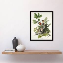 Artery8 American Robin Birds Nest Audubon Nature Framed Wall Art Print in White - Size: A4 - thumbnail 4