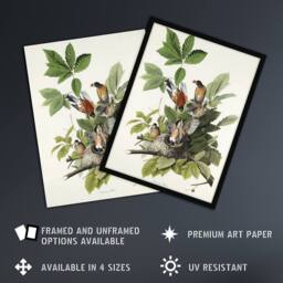 Artery8 American Robin Birds Nest Audubon Nature Framed Wall Art Print in White - Size: A4 - thumbnail 2