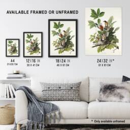 Artery8 American Robin Birds Nest Audubon Nature Framed Wall Art Print in White - Size: A4 - thumbnail 3
