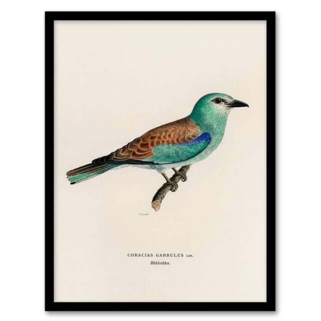 Artery8 Magnus Von Wright Framed Wall Art Print European Roller Bird in Beige - Size: A4 - image 1