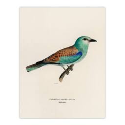 Artery8 Magnus Von Wright Framed Wall Art Print European Roller Bird in Beige - Size: A4 - thumbnail 3