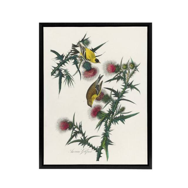 "Artery8 American Goldfinch & Thistle Audubon Nature Framed Canvas Wall Art in White - Size: W12"" x H16""" - image 1