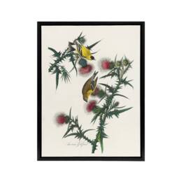 "Artery8 American Goldfinch & Thistle Audubon Nature Framed Canvas Wall Art in White - Size: W12"" x H16""" - thumbnail 1