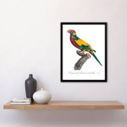 Artery8 Francois Levaillant Framed Wall Art Print The Rainbow Lorikeet Parrot in White - Size: A4 - thumbnail 2